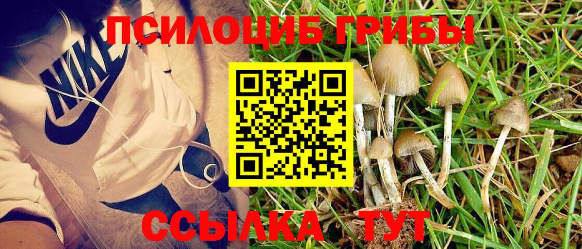 Чита  Галлюциногенные грибы MAGIC MUSHROOMS  закладки  Вход с VPN 